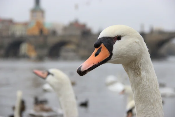 Retrato de un cisne en Praga — Foto de Stock