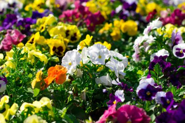 Parktaki renkli çiçekler.