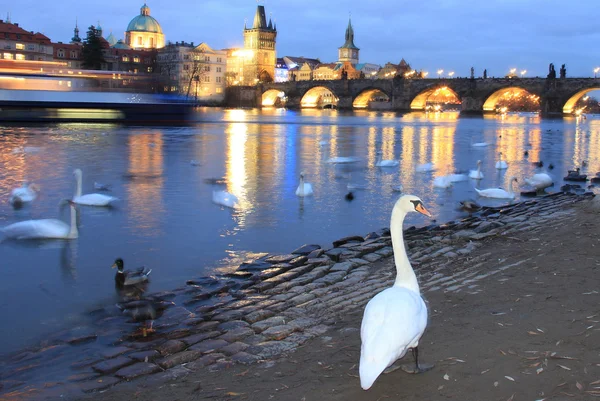 Noche de cisne en Praga — Foto de Stock