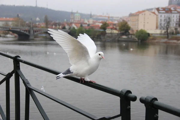 ヴルタヴァ川のほとりの鳩 — ストック写真