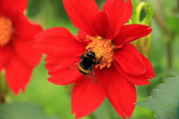 Опыление красного цветка — стоковое фото