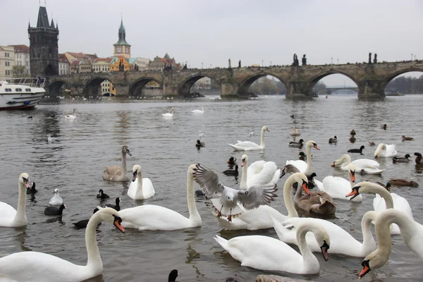 Fåglar på floden Vltava — Stockfoto