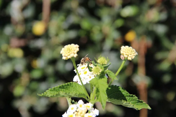 Polinização da flor — Fotografia de Stock