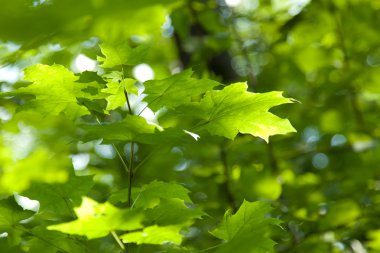yeşil akçaağaç yaprakları