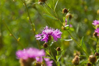 Serratula tinctoria L.