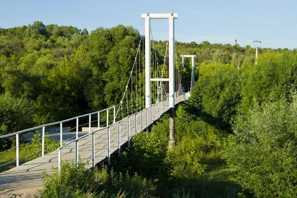 Viele Honigagarinen — Stockfoto