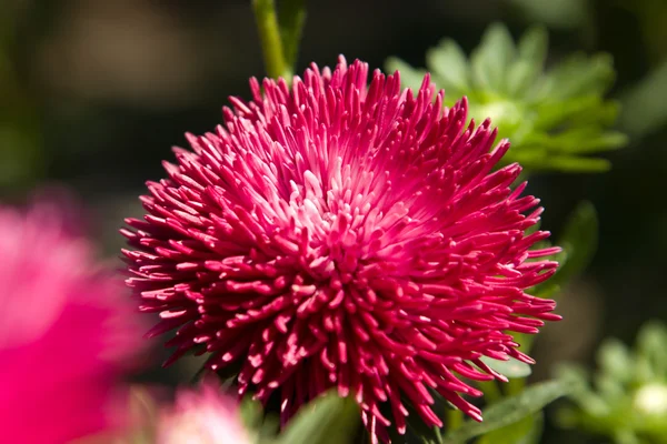 Pink aster no jardim em um dia ensolarado . — Fotografia de Stock