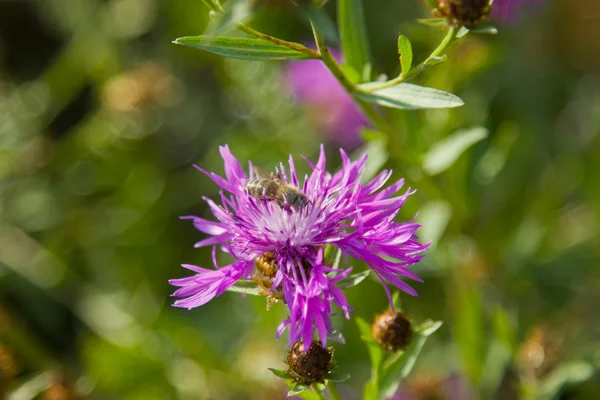 Serratula tinctoria L. — Fotografia de Stock