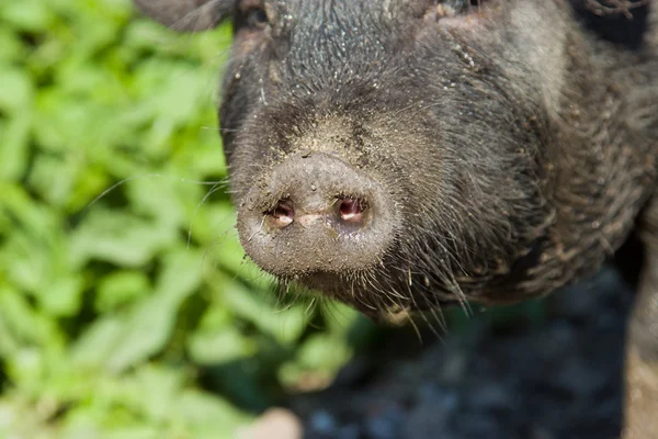 Hocico de cerdo vietnamita — Foto de Stock