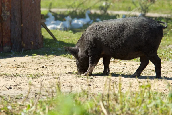 Black Vislobryuhaya Vietnamese pig for a walk in the countryside — Stock Photo, Image