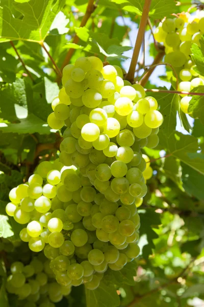 Uvas verdes na vinha — Fotografia de Stock