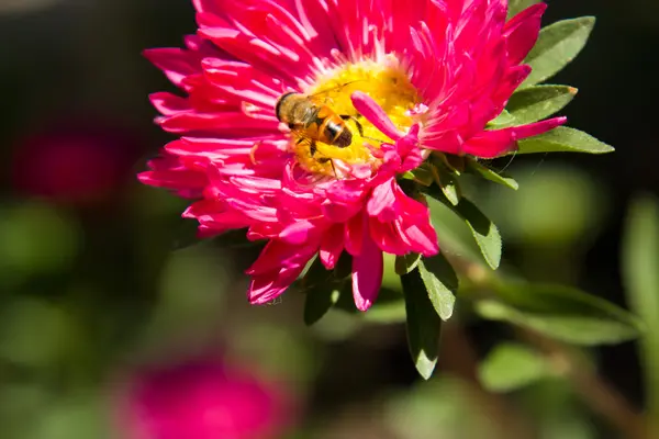Розовый астр в саду в солнечный день — стоковое фото