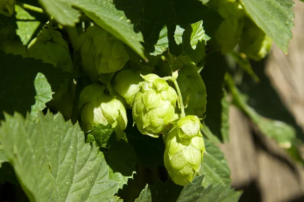 Luppolo (Humulus L.) sulla recinzione — Foto Stock