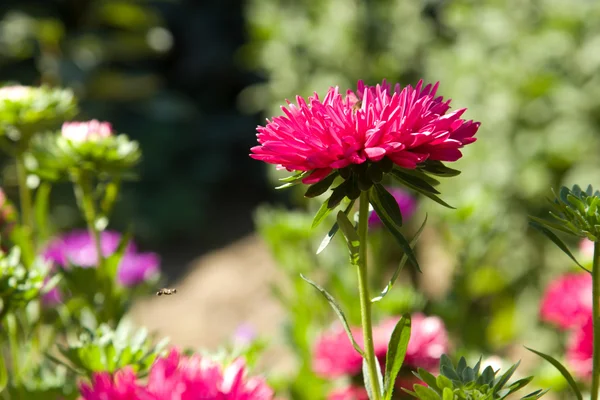 Asters no jardim — Fotografia de Stock