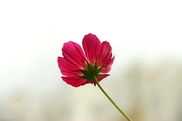 Flores rojas en el jardín de verano — Foto de Stock