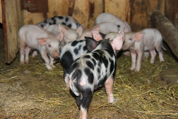Cerdos jóvenes en el granero — Foto de Stock