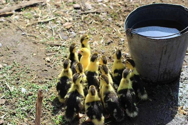 Ducklings 가만히 — 스톡 사진