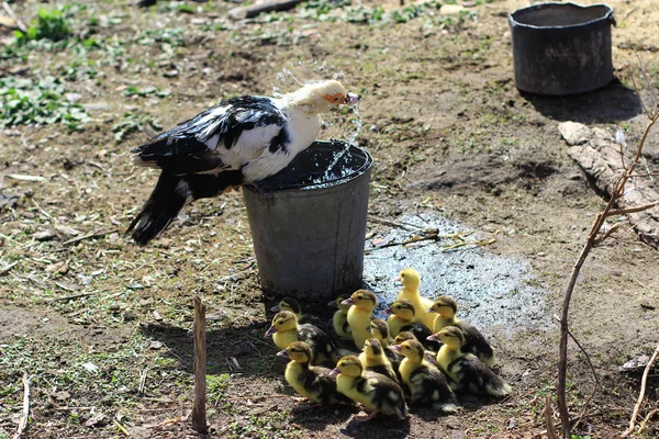 Ducklings 가만히 — 스톡 사진