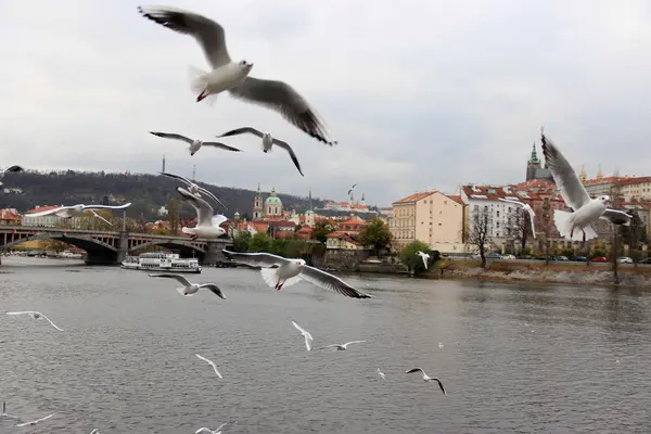 Las aves en el otoño en Praga — Foto de Stock