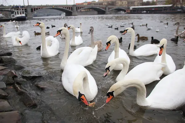 Las aves en el otoño en Praga — Foto de Stock