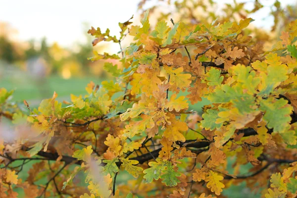 Folhas de carvalho no parque de outono — Fotografia de Stock