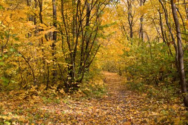 Sonbahar Park sarı yaprakları ile mayınları yolu