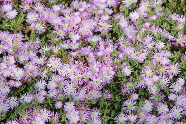 Glade de fleurs violettes rue à Protaras — Photo