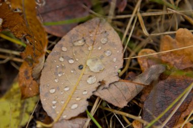 Çiy ile sonbahar yaprak düşer