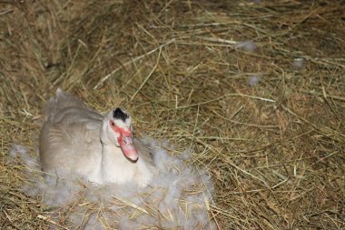 Yurtiçi misk ördeği