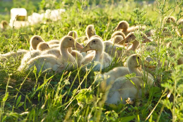 Les jeunes oies broutant sur la pelouse — Photo