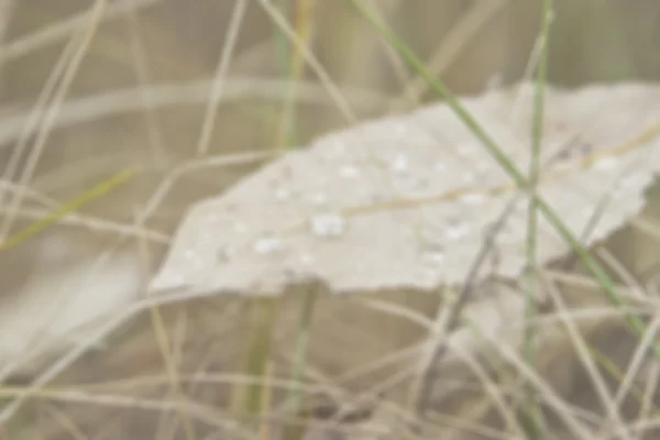 Autumn leaf with dew drops