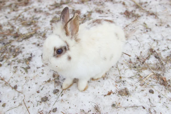 Masquer le lapin blanc sur la neige — Photo