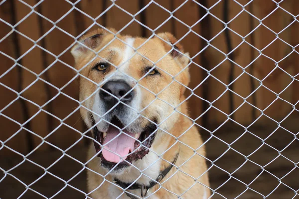 Perro pastor de Asia Central (Alabai ) — Foto de Stock