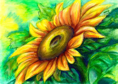 Ayçiçeği, parlak arka planda izole edilmiş, kitap, kapak, pankart, tekstil, ambalaj için. El boyaması çiçekler.