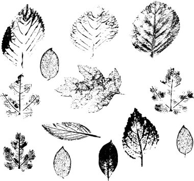   İskelet yaprağı izi yaprak kalıbı soyutlama vektör dosyası vektörünü bırakır