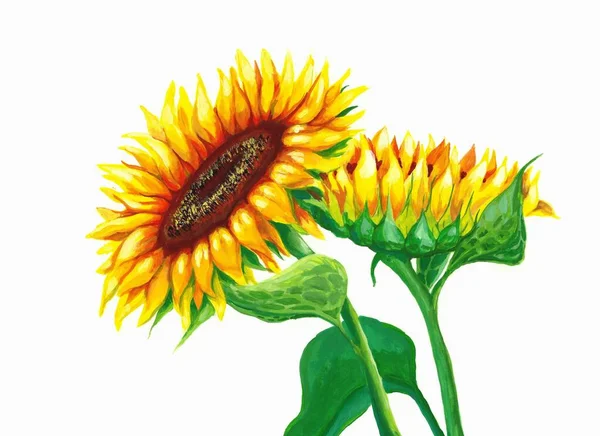 Güzel ayçiçekleri, yapraklar, dallar. Tasarımınız için 2 parlak çiçek. Düğün, davetiye, şablon kartı, doğum günü ve boho stili için mükemmel.