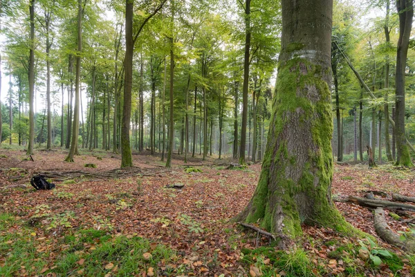 deciduous forest with green oaks (Eichenwald) and leaves on the ground at daylight with soft light in a german forest taunus