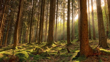 Ormanda sabah güneşi Taunus 'ta gün doğumunda altın ışıklarıyla, Alman ormanı büyülü orman havası.