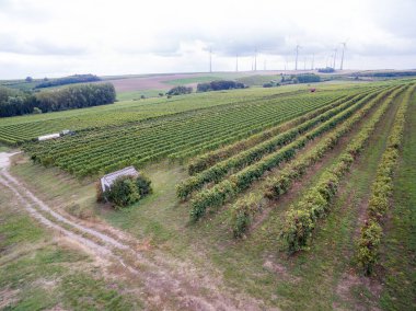 Rheinhessen Almanya 'da yeşil üzüm bağı manzaralı bulutlu bir günde arka planda rüzgar türbinleri var.