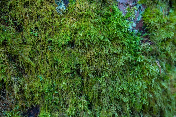 Grünes Moos Wald Für Tapeten Geeignet — Stockfoto