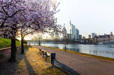 Frankfurt silueti. Bahar ışığı ve kiraz çiçeğiyle ana nehir kenarı.