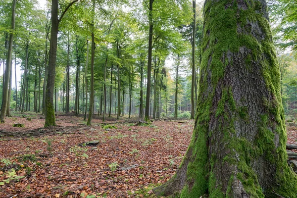 Niemiecki Las Liściasty Idealnym Świetle Dziennym Liśćmi Ziemi Ciepłe Światło — Zdjęcie stockowe
