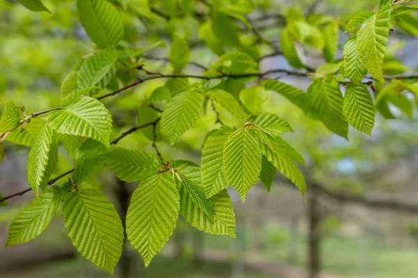 Fresh Young Beech Leaf Vibrant Green Color Spring Detailed View Imágenes De Stock Sin Royalties Gratis