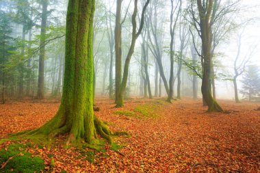 Yosunlu Ağaç Gövdesi ile Sonbahar Ormanı. Yüksek kalite fotoğraf. Önünde yosun kaplı bir ağaç gövdesi olan sisli bir sonbahar ormanı. Ormanın zeminini kaplayan portakal yaprakları rüya gibi mevsimsel bir atmosfer yaratıyor..