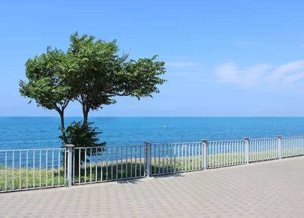 Osamělý strom na pozadí moře — Stock fotografie