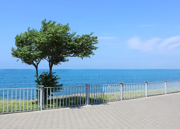 Árbol solitario sobre el fondo del mar —  Fotos de Stock