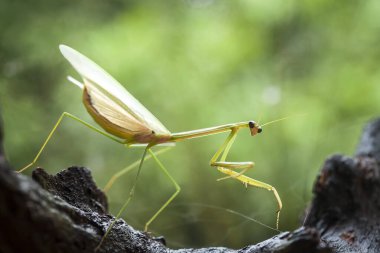 Bu peygamber devesi, henüz tam olarak açılmamış olan eğrelti otunun ucundadır. Bu bitki tropikal ormanlarda yaygın olarak bulunur ve bu peygamber devesi avını beklediği için mutludur..