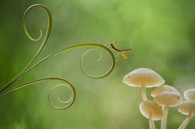 Bu peygamber devesi çocuğu kahverengiyken ve büyük yeşil olduğunda küçüktür. Bu peygamber yavrusu yumurtadan çıktığında düzinelerce hatta yüzlerce kuyruk aynı yerdedir, çok sıradışı..