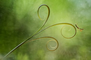 Bu peygamber devesi çocuğu kahverengiyken ve büyük yeşil olduğunda küçüktür. Bu peygamber yavrusu yumurtadan çıktığında düzinelerce hatta yüzlerce kuyruk aynı yerdedir, çok sıradışı..