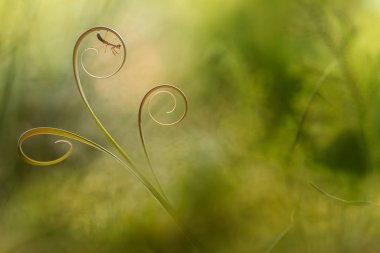 Bu peygamber devesi çocuğu kahverengiyken ve büyük yeşil olduğunda küçüktür. Bu peygamber yavrusu yumurtadan çıktığında düzinelerce hatta yüzlerce kuyruk aynı yerdedir, çok sıradışı..